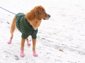 Photo de profil Botte pourchien