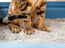 Photo de profil Meilleure litiere pour chat 2026