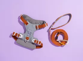 Photo de profil Meilleur harnais pour chien