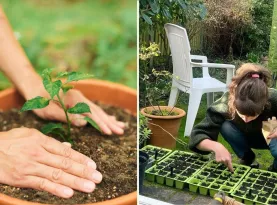 Photo de profil Rabais jardinage vente printemps