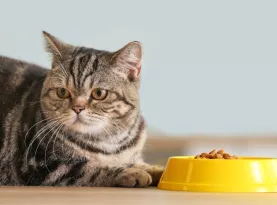 Photo de profil Meilleure nourriture pour chat