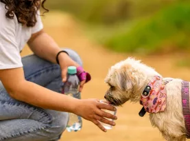 Photo de profil Canicule hydratation animaux