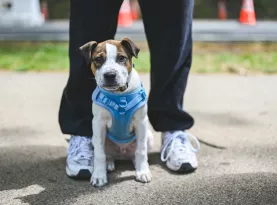 Photo de profil Meilleur harnais pour chien