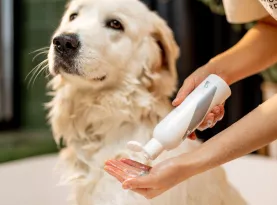 Photo de profil Meilleur shampooing chien 2026