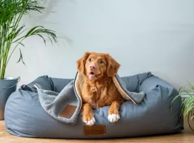 Photo de profil Meilleur lit pour chien