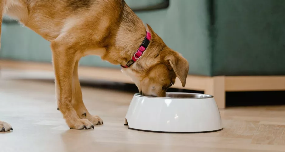 Les 4 meilleures nourritures pour chiens (2025)