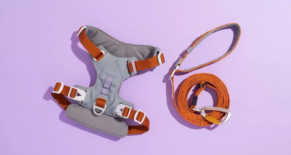Les 4 meilleurs harnais pour chien de 2026