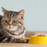 Les 5 meilleures nourritures pour chat