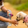 Canicule : voici comment garder votre animal hydraté