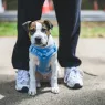 meilleurs harnais pour chien