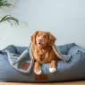 Meilleur lit pour chien