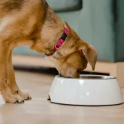 Les 4 meilleures nourritures pour chiens (2025)