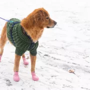 Les 5 meilleures bottes pour chien (2026)