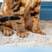 Les 4 meilleures litières pour chat (2026)