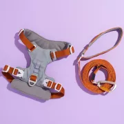 Les 4 meilleurs harnais pour chien (2026)