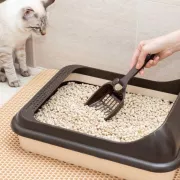 Les 5 meilleurs bacs à litière pour chat (2026)
