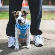 Les 5 meilleurs harnais pour chien (2026)