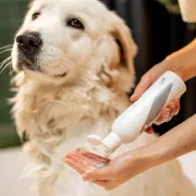 Les 5 meilleurs shampoings pour chien (2026)