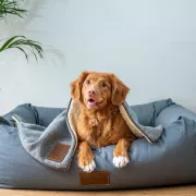 Les 5 meilleurs lits pour chien (2026)